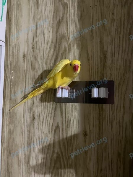 Medium young yellow male bird Желтый, lost near с. Красная Зорька on Oct 02, 2023.