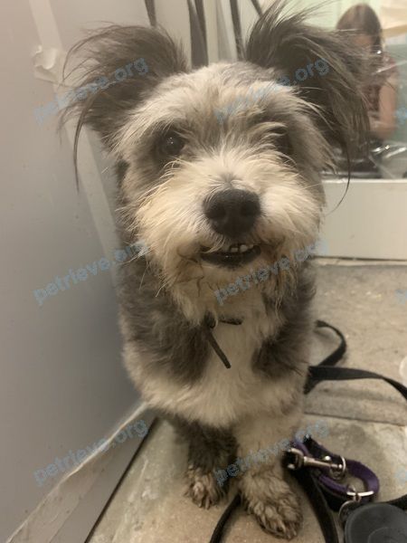 Small old mixed color male dog, found near ул. Шоссейная, 24, Бугры, Ленинградская обл., Россия, 188660 on Nov 09, 2023.
