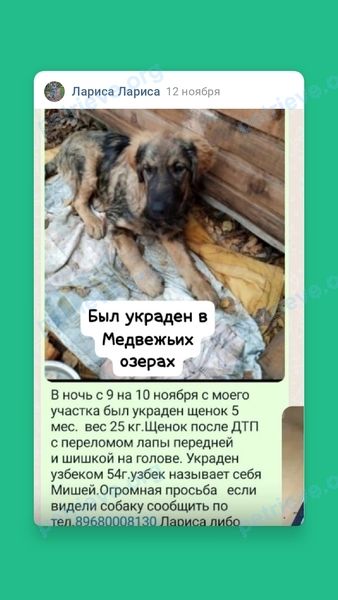 Средний многоцветный молодой пёс, пропал 12.11.2023 рядом с Садовая ул., 26, Медвежьи Озера, Московская обл., Россия, 141143.