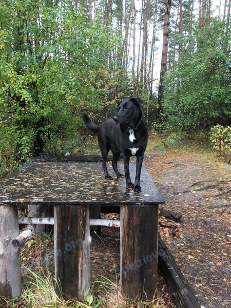 Большой чёрный молодой пёс ШаняШанди, пропал 14.11.2023 рядом с XMF3+GG Новиково, Московская область, Россия.