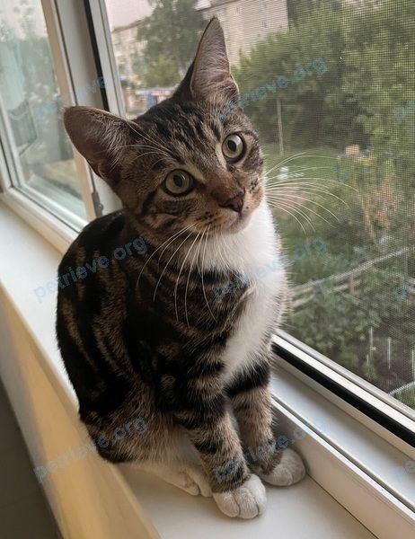 Medium young brown male cat Маркиз, lost near ул. Механизаторов, 27, Засечное, Пензенская обл., Россия, 440513 on Oct 23, 2023.