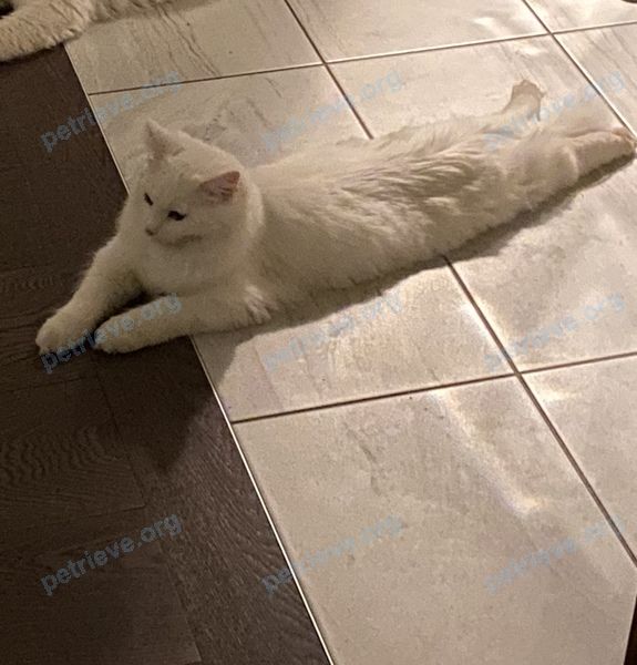Small young white male cat Eddie, lost near 172 Kinniburgh Loop, Chestermere, AB T1X 0P8, Canada on Nov 22, 2023.