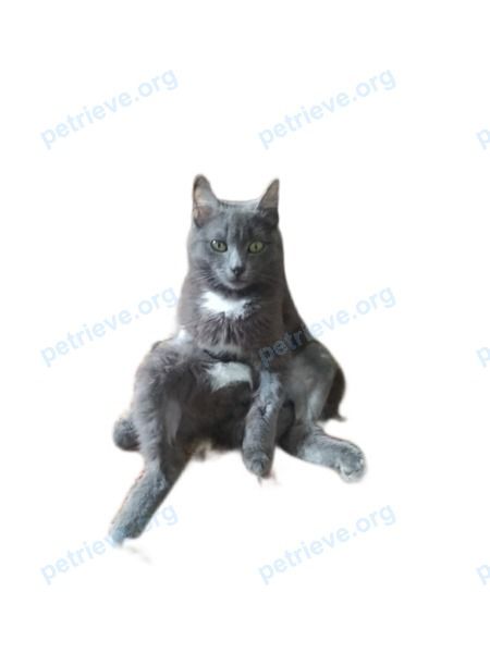 Medium young gray male cat Серик, lost near Новобазарная ул., 5, Энгельс, Саратовская обл., Россия, 413118 on Nov 14, 2023.