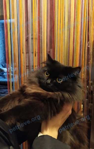 Medium young black female cat Тучка, lost near ул. Щетинкина, 24, Бердск, Новосибирская обл., Россия, 633010 on Nov 15, 2023.