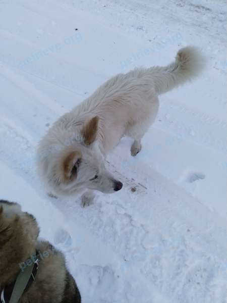 Средняя белая молодая собака, найдена 01.12.2023 рядом с улица Каменецкая 31, Жабинка, Брестская область, Беларусь.
