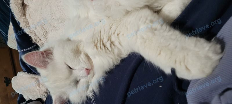 Medium adult white male cat Eddy, lost near 25MJ+9G Chestermere, AB, Canada on Nov 22, 2023.