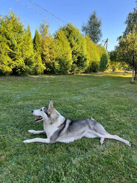 Big young mixed color female dog Герда, lost near Polesskaya 106/1, Брест, Брэсцкая вобласць, Беларусь on Dec 01, 2023.