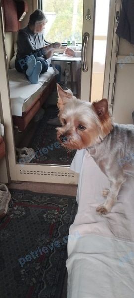 Small adult gray male dog Берик, lost near Парковая ул., 84А, Анапа, Краснодарский край, Россия, 353451 on Dec 06, 2023.