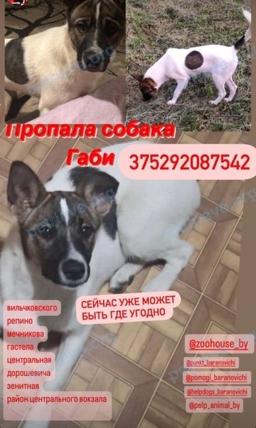 Средняя многоцветная молодая собака, пропала 08.12.2023 рядом с ул. Докучаева 15, Барановичи, Брестская область, Беларусь.