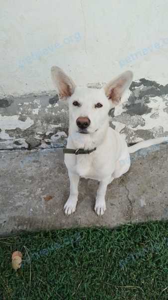 Medium young white male dog Бадди, lost near Кооперативная ул., 2, Матвеев Курган, Ростовская обл., Россия, 346970 on Dec 08, 2023.