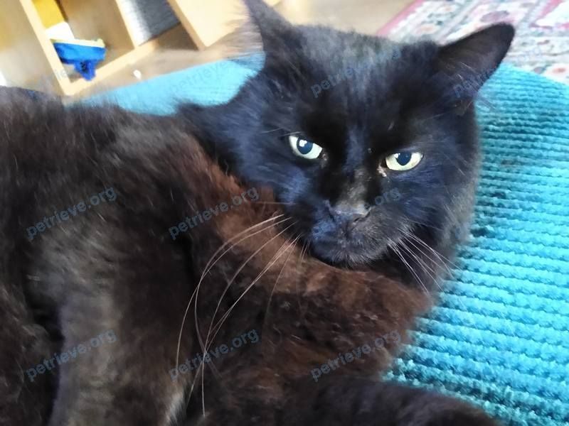 Средний чёрный взрослый кот Jasper, пропал 11.12.2023 рядом с 2 Johno Wood Cl, Alfreton DE55 7PZ, UK.