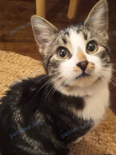 Small young gray female cat, found near ул. Химинститута пос., 42, Тверь, Тверская обл., Россия, 170032 on Dec 20, 2023.