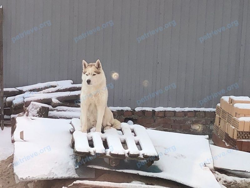 Big adult white male dog Арчи, lost near 6VV6+C8 Боковская, Ростовская область, Россия on Dec 23, 2023.