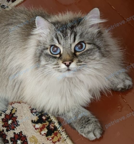 Средняя серая молодая кошка, найдена 23.12.2023 рядом с ул. Махновича 6, Брест, Брестская область, Беларусь.