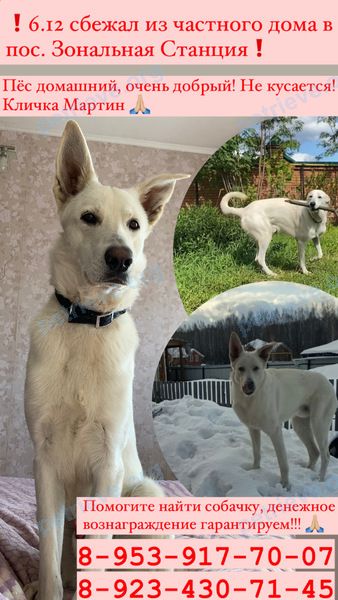 Big white male dog Мартин, lost near Полевая ул., 5, Томск, Томская обл., Россия, 634507 on Dec 06, 2023.