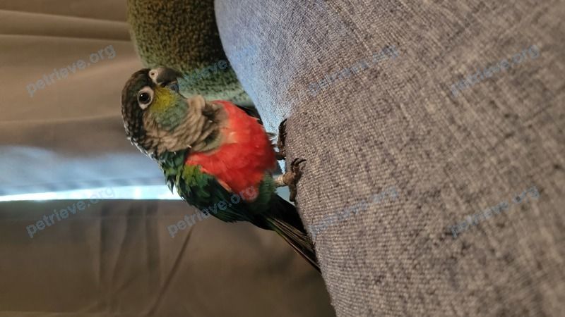 Small adult mixed color male bird Leo, lost near 41 Royal York Rd, Etobicoke, ON M8V 2T5, Canada on Jan 01, 2024.