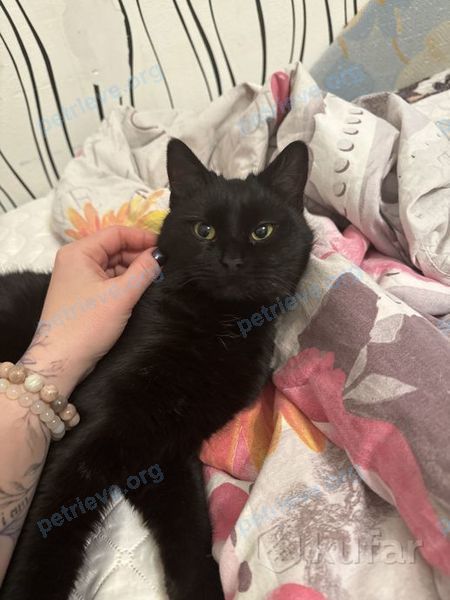 Medium adult black female cat, found near Южный, Молодечно, Минская область, Беларусь on Jan 03, 2024.