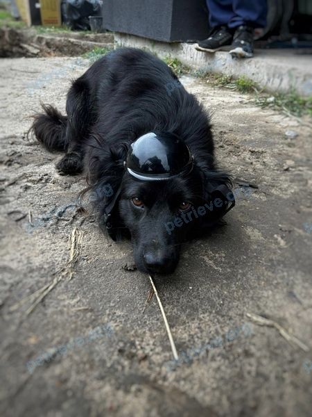 Средний чёрный взрослый пёс Биткойн, пропал 01.01.2024 рядом с 625W+W2 Жабинка, Беларусь.