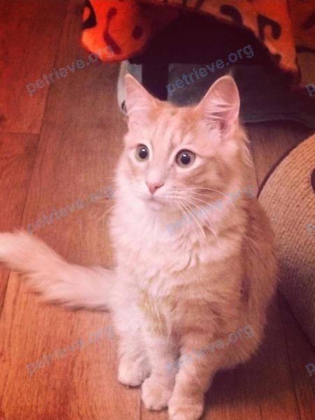 Medium young orange male cat Митрофан, lost near Калуга 2 , Калужская область, Россия on Nov 13, 2023.