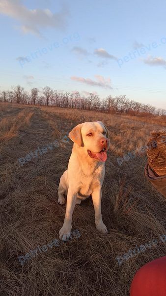 Big adult white male dog Риччи, lost near ул. Сергея Лазо, 145, Россошь, Воронежская обл., Россия, 396653 on Dec 25, 2023.