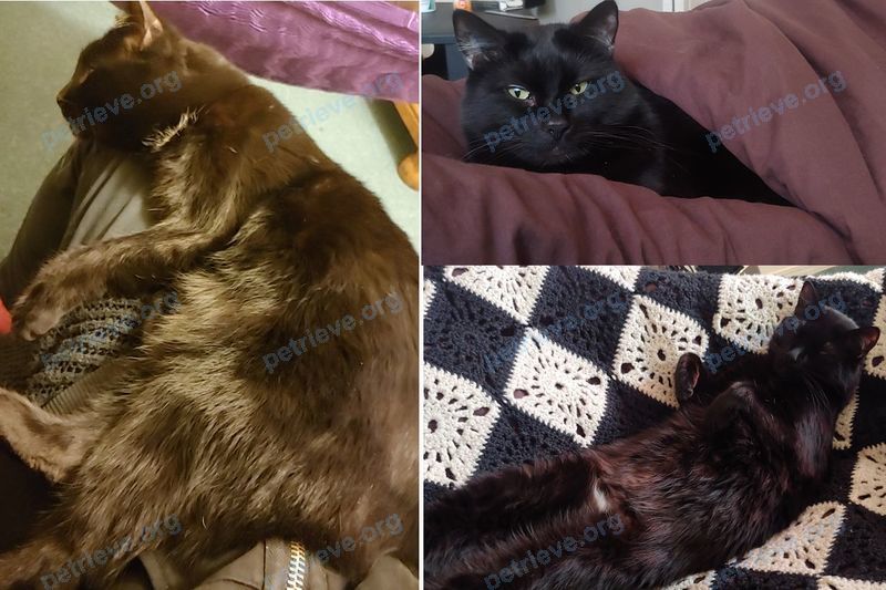 Большой чёрный взрослый кот Dexter, пропал 11.01.2024 рядом с 407 Baird Ave, Enderby, BC V0E 1V2, Canada.