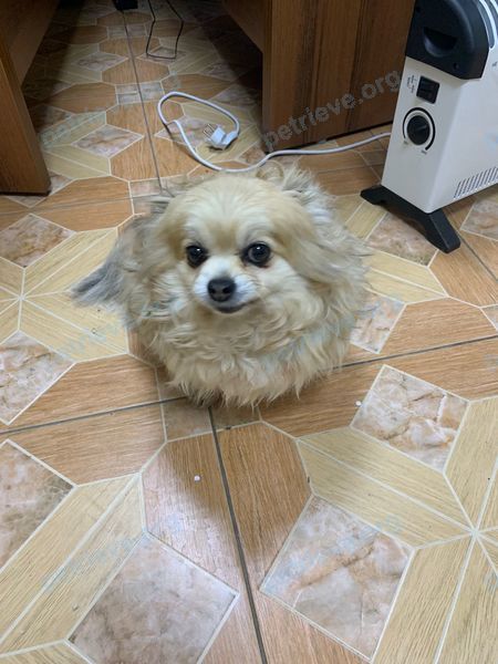 Small adult orange dog, found near Улица Горького, 8, Фрязино, Московская обл., Россия, 141191 on Jan 18, 2024.