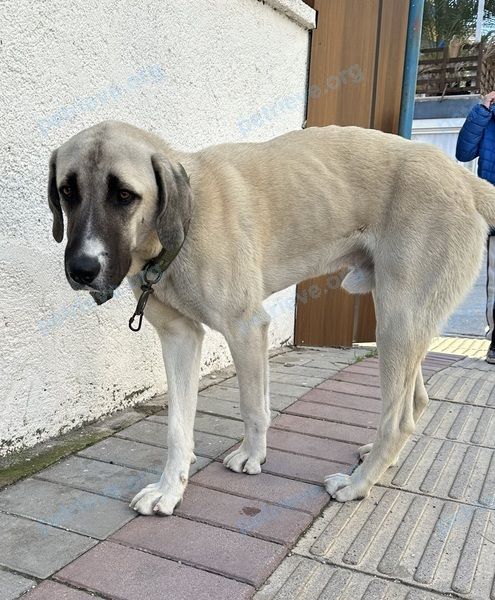 Большой серый пёс, найден 27.01.2024 рядом с TOSMUR MAH. 2. SOKAK NO1 SAHİL YOLU ÜZERİ, Tosmur, 07469 Alanya/Antalya, Турция.