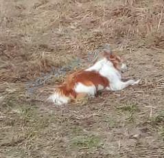 Средняя молодая собака, найдена 19.02.2024 рядом с Malaya ST 44, Брест, Брэсцкая вобласць, Беларусь.