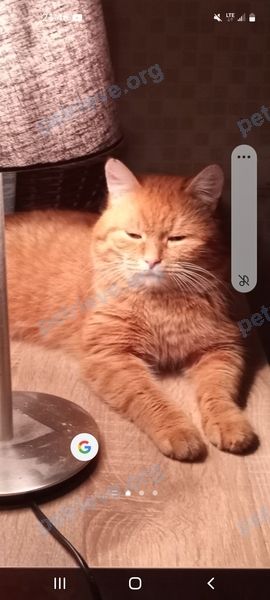 Medium adult orange male cat Тиша, lost near ул. Курковая, 5а, Тула, Тульская обл., Россия, 300044 on Feb 16, 2024.