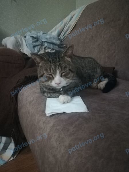Medium brown male cat, found near улица Рафиева 97, Минск, Минская область, Беларусь on Mar 04, 2024.