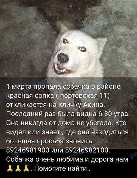 Medium adult white female dog Акина, lost near Порт, Петропавловск-Камчатский, Камчатский край, Россия, 683001 on Mar 01, 2024.