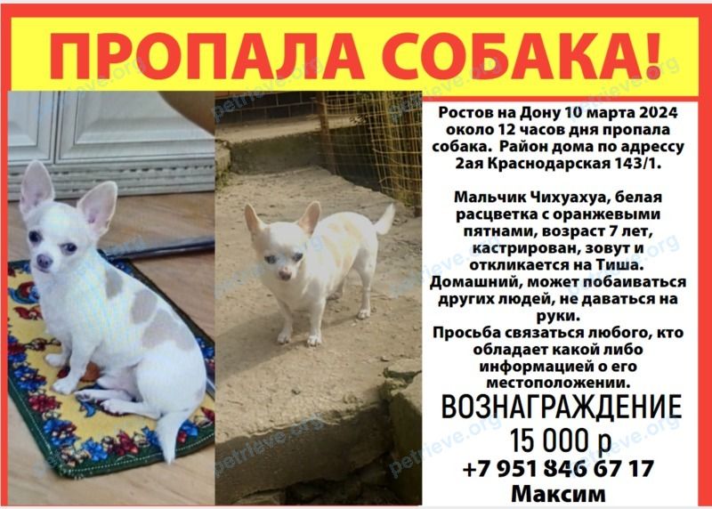 Small adult white male dog Тиша, lost near 2ая Краснодарская 143/1  on Mar 10, 2024.