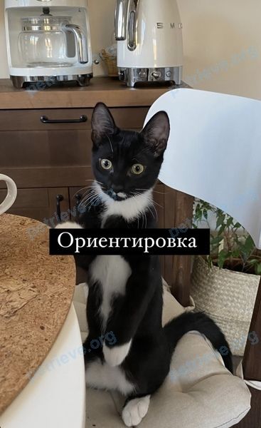 Medium young black male cat Малыш, lost near 8GMXMM5V+VP on Mar 16, 2024.