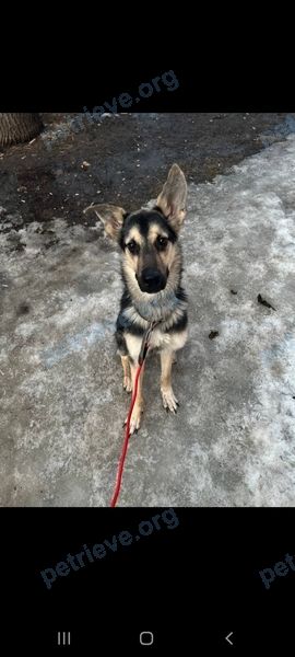 Medium young mixed color male dog Рекс, lost near Гаршина ул., 9, Томилино, Московская обл., Россия, 140070 on Mar 22, 2024.