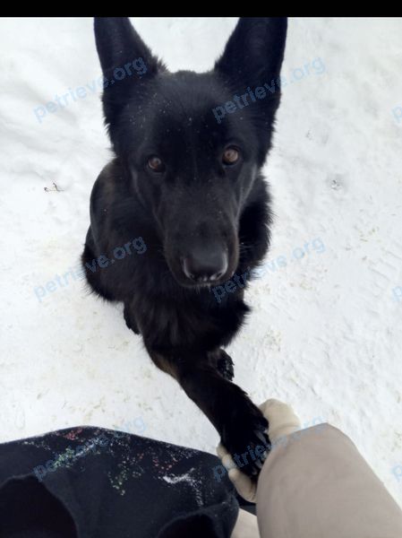 Medium young black female dog, found near ул. Белинского, 171, Екатеринбург, Свердловская обл., Россия, 620089 on Mar 24, 2024.
