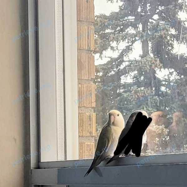 Small young mixed color female bird Tooki, lost near 10 Fraserwood Ave, North York, ON M6B 2N4, Canada on Mar 25, 2024.