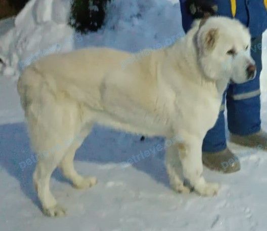 Big old white female dog, lost near 1 Советская ул., 1, Жаворонки, Московская обл., Россия, 143020 on Mar 27, 2024.