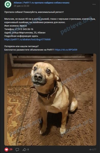 Medium young mixed color male dog Яша, lost near ул. Мартьянова , Абакан, Респ. Хакасия, Россия, 655017 on Dec 28, 2023.