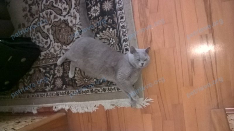 Большой серый взрослый кот томас, пропал 01.04.2024 рядом с Улица Шнырева, 19, Истра, Московская обл., Россия, 143500.