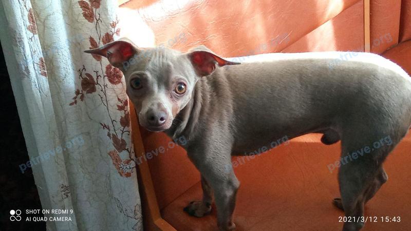 Small adult gray male dog Джин, lost near ул. Туполева, 16Ф, Ростов-на-Дону, Ростовская обл., Россия, 344093 on Apr 07, 2024.