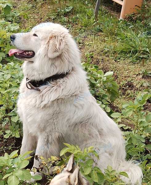 Dog, lost on Apr 07, 2024.