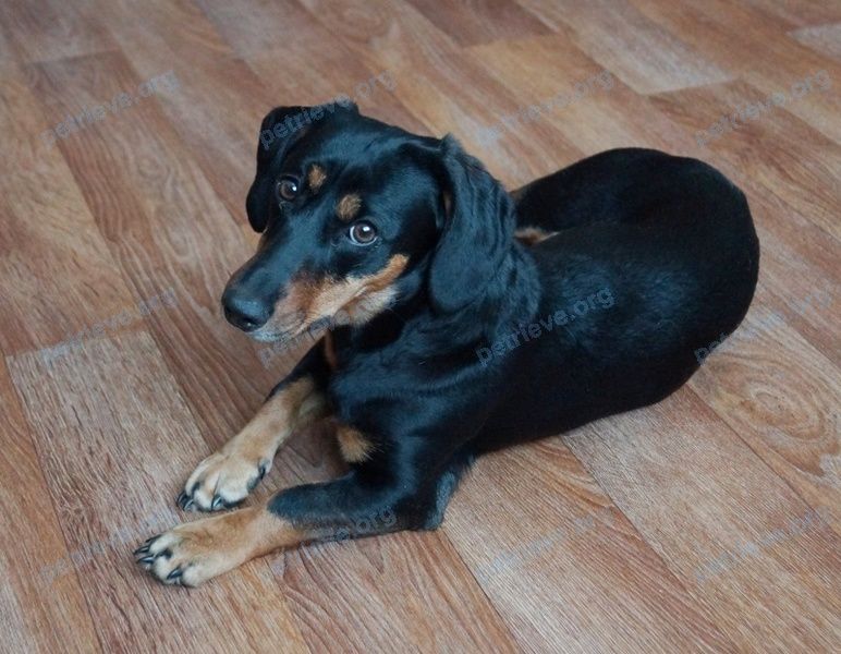 Medium young black male dog Том, found near HVJM+3F Северск, Томская область, Россия on Apr 08, 2024.