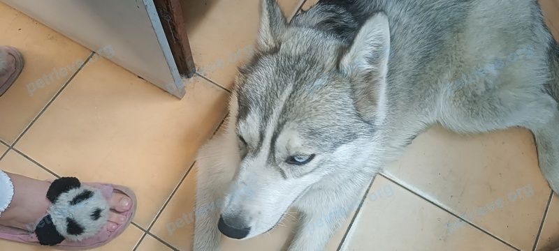 Big gray female dog, found near Орская ул., 16В, Ростов-на-Дону, Ростовская обл., Россия, 344065 on Apr 15, 2024.