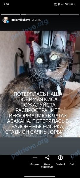 Medium old mixed color female cat Сима, lost near ул. Вяткина, 47, Абакан, Респ. Хакасия, Россия, 655017 on Apr 09, 2024.