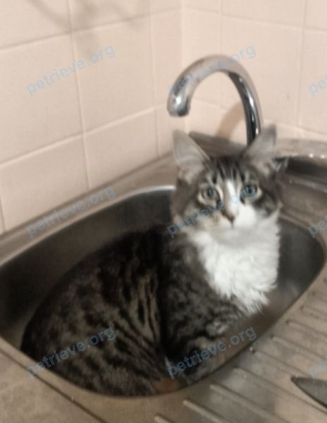 Medium young mixed color male cat, lost near ул. Чкалова, 133, Краснотурьинск, Свердловская обл., Россия, 624441 on Apr 14, 2024.