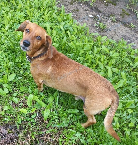 Medium young orange male dog, found near Sovetskaya 19, Жодино, Мінская вобласць, Беларусь on Apr 20, 2024.