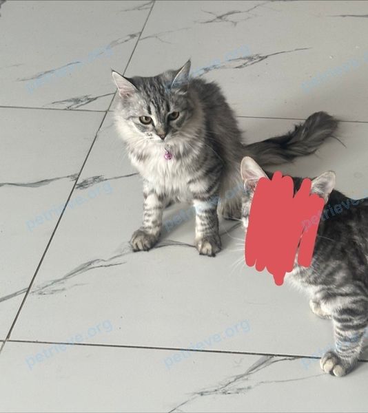 Medium young gray female cat Дуся, lost near ул. Заборье (Востряково), 9А, Домодедово, Московская обл., Россия, 142072 on Apr 23, 2024.