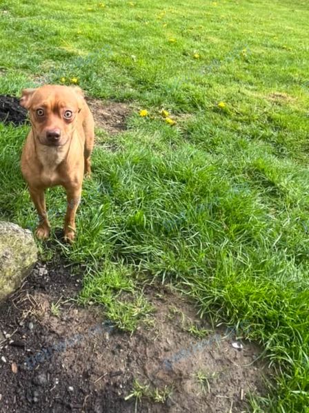 Small young brown female dog, found near 3089 Todd Ct, Abbotsford, BC V2S 5S5, Canada on Apr 26, 2024.