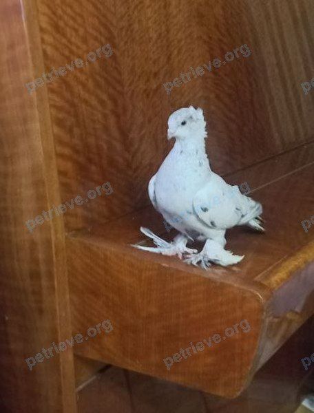 Medium white male bird Гуля, lost near Шуваловский пр., 61, Санкт-Петербург, Россия, 197373 on May 05, 2024.