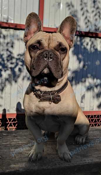 Medium adult yellow male dog Фил, lost near Яровая ул., 53, Каневская, Краснодарский край, Россия, 353730 on May 05, 2024.